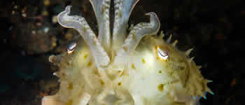 Padangbai