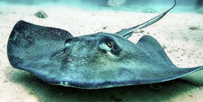 Multi Day Dive Safari