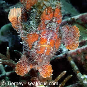 Permuteran Frogfish