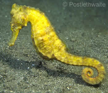 Seahorse at Secret Bay Muck Dive Bali