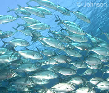 Big Eyed Trevally, Liberty Wreck, Tulamben, Bali