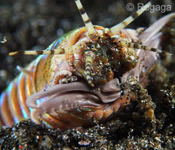 Bobbit Worm - Secret Bay