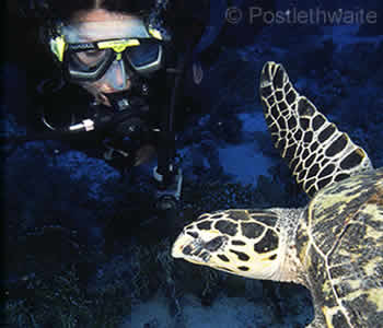 Jemeluk Bay Bali Dive Site