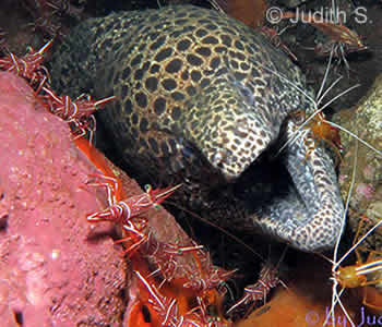 Kubu Bali Dive Site