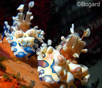 Harlequin Shrimp, Hymenocera Picta, Bali