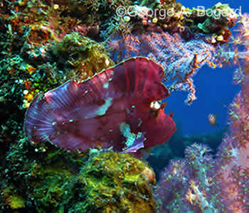 Japanese Wreck Dive - Amed