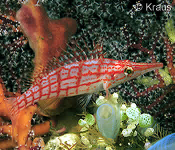 Long Nosed Hawkfish found on Garden Eel Point, Bali