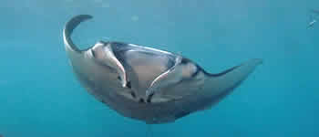 Manta Point at Nusa Penida