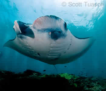 Manta Ray, Manta Point, Nusa Penida, Bali