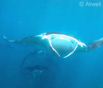 Three Manta Rays, Nusa Penida, Bali