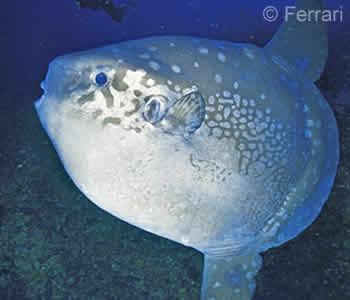 Dive in Bali with Mola Mola, Sunfish