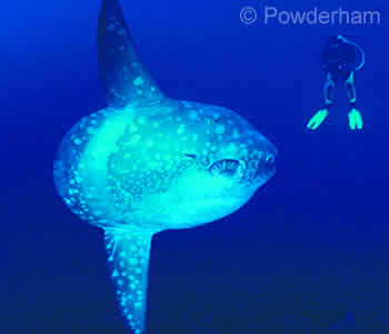 Blue Corner Nusa Penida