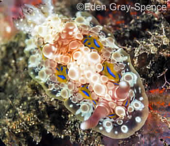 Nudibranch