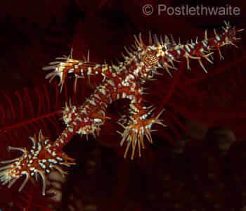 Ornate Ghost Pipefish, Tulamben Bay Dive Site, Drop Off