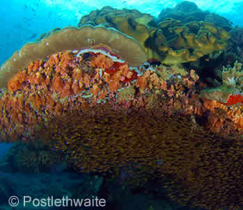AWARE Coral Reef Conservation Specialty Course