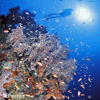PADI Deep Diver Specialty Course