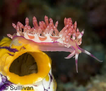 PADI Digital Underwater Photographer Specialty Course