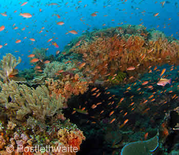 PADI Drift Diver Specialty Course