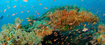 Vertigo Point Dive Site