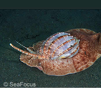 PADI Night Diver Specialty in Bali