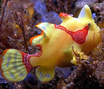 Puri Jati Muck Diving