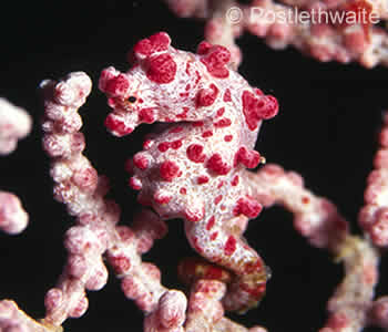 Emerald Dive Site Gili Selang