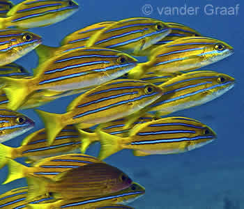 Schooling Snappers at Mimpang