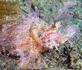Colourful Critters - Muck Diving