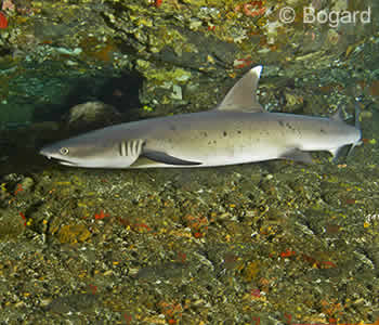Shark Sleeping in Cave at Biaha Dive Site Bali