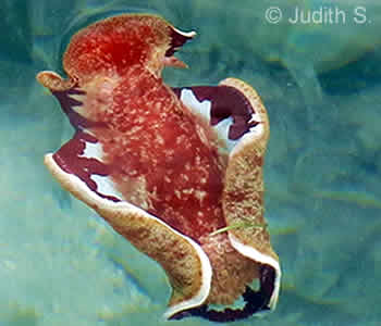 Spanish Dancer on the Surface, Tulamben Bay, Bali