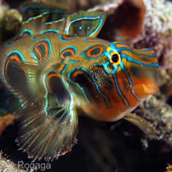 Synchiropus picturatus, Picturesque Dragonet Bali