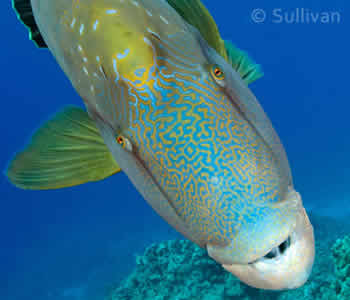 Bunutan Point Dive Site