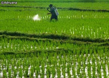 Rice Paddy Field, Bali
