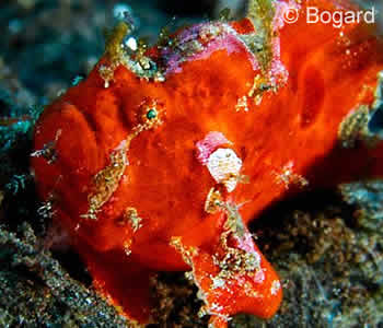 Synchiropus picturatus, Picturesque Dragonet - Bayu's Place