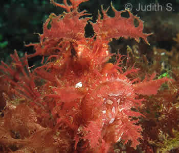 Weedy Rhinopias,  Rhinopias Frondosa, Bali