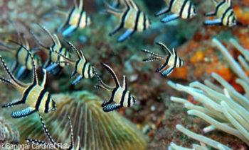 Banggai Cardinalfish in Bali