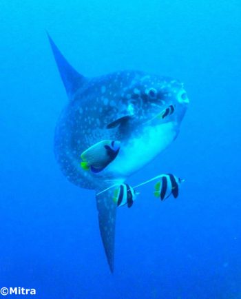 Mola Mola Bali (Ocean sunfish) with bannerfish and Emperor angelfish, Bali