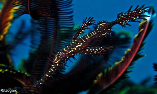 Ornate Ghost Pipefish - Menjangan Island