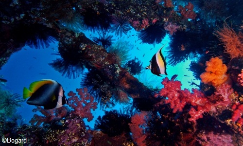 Butterflyfish & Moorish idol, Tulamben Bay