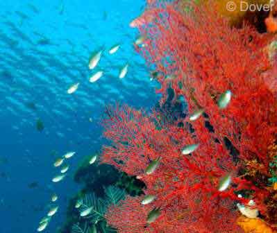 Bali Wall Dive Menjangan