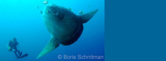 2019 Mola Mola Special Offer