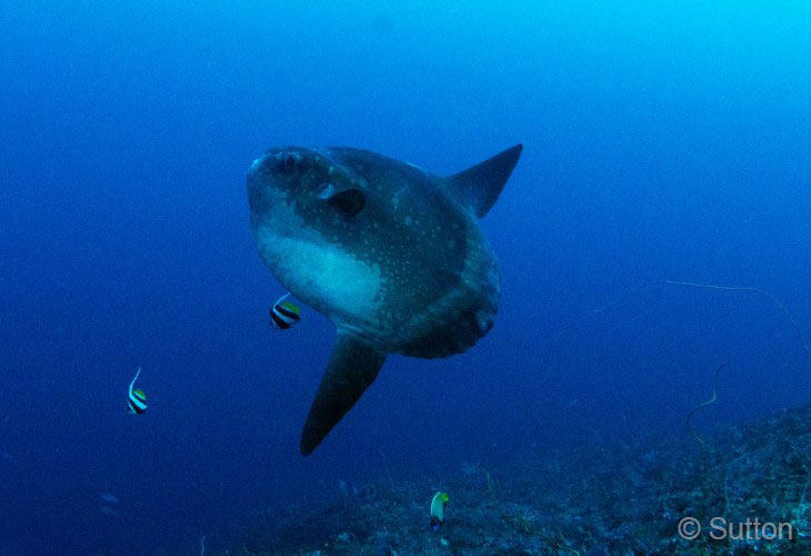 2026 Mola-Mola Specials