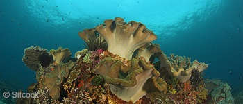 Coral Reef Conservation Course in Bali