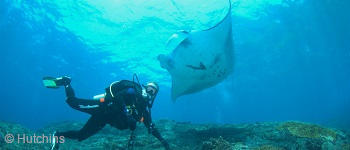 Manta Ray Awareness Course in Bali