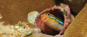 AWARE Fish Identification Course in Bali