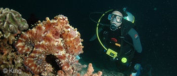 PADI Night Course in Bali