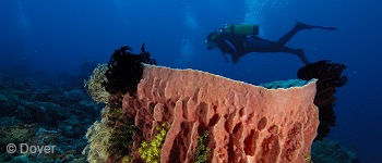 PADI Peak Performance Buoyancy Course in Bali