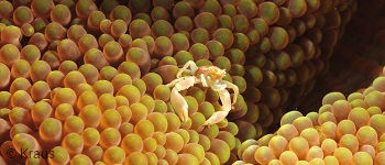 PADI Underwater Naturalist Course in Bali