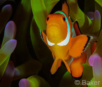 Amed Dive Trip, Anemonefish