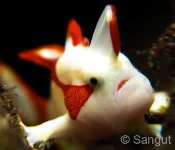 Muck Diving, Frogfish Warty
